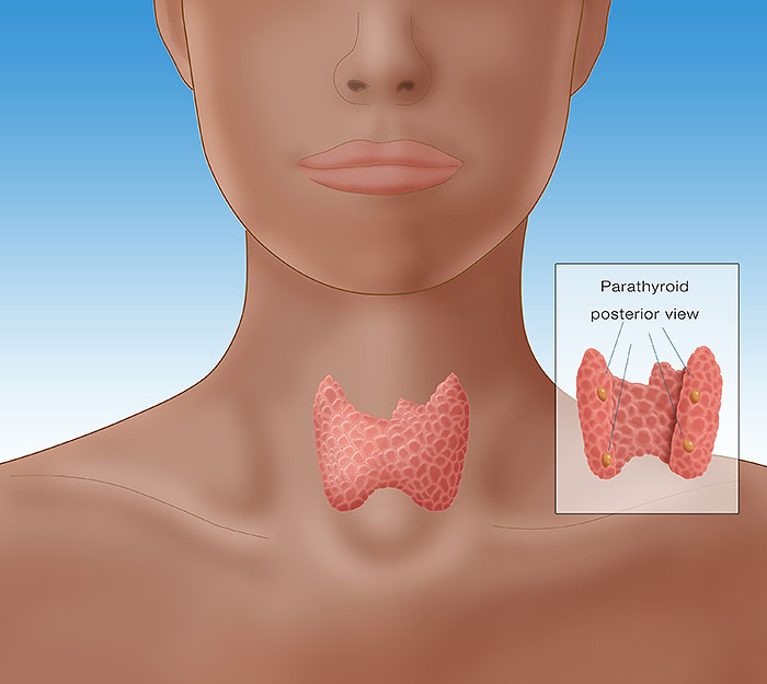 Thyroid &amp; Parathyroid