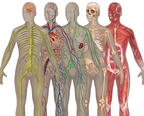 Female Body Systems