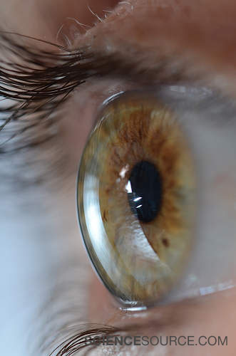 Close-up of Hazel Eye