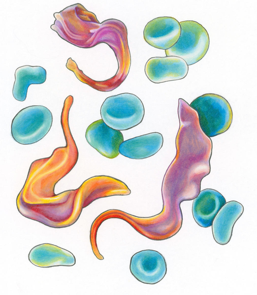 Trypanosoma brucei