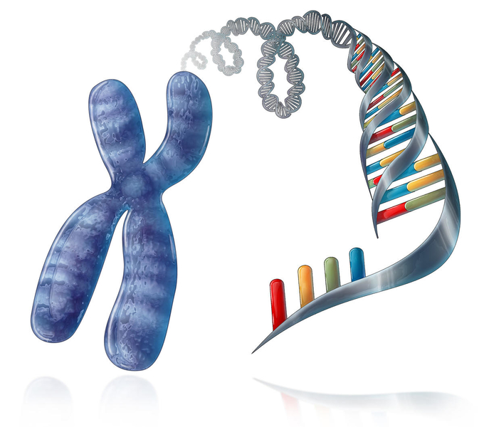 Chromosome &amp; DNA