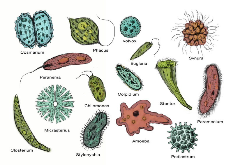 Microorganisms