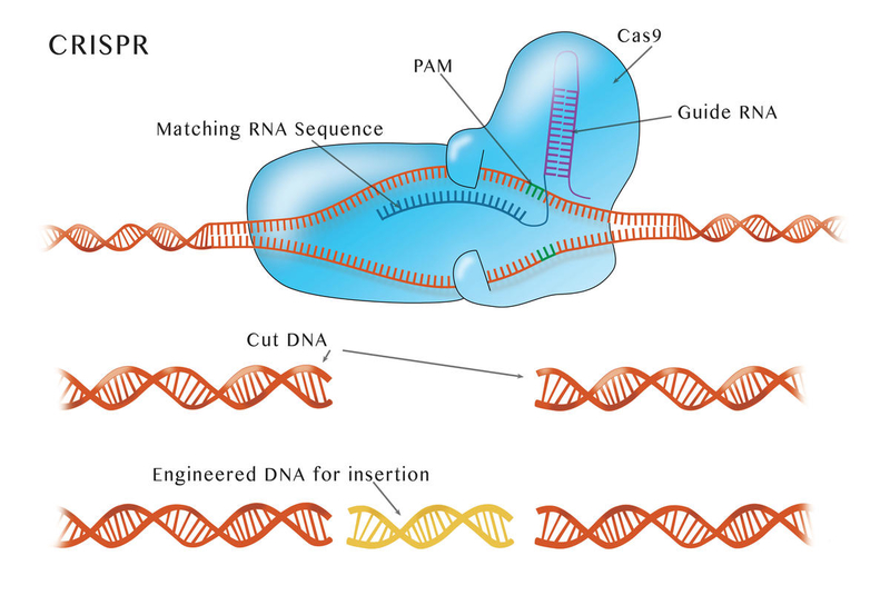 CRISPR protein