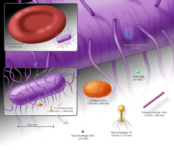 Bacteria sizes