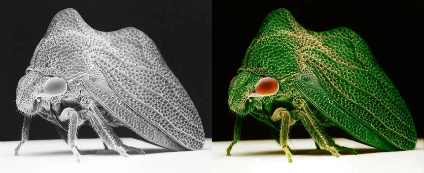 SS2492448treehopper-2.jpg