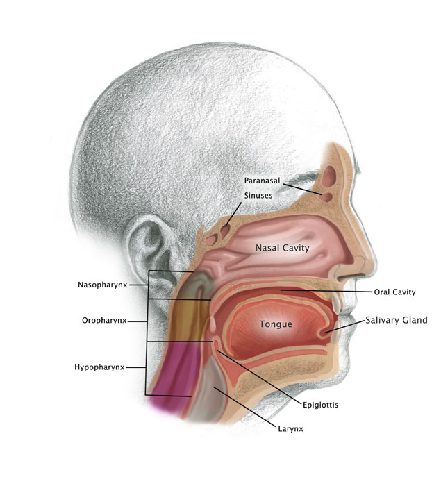 Head and Neck Cancer, Illustration