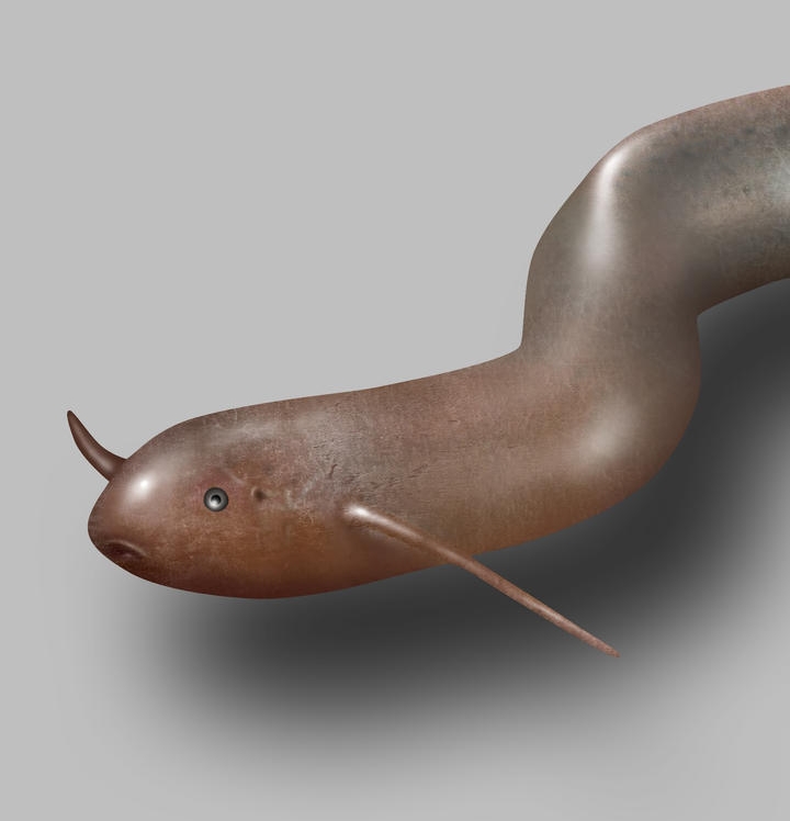 Lungfish