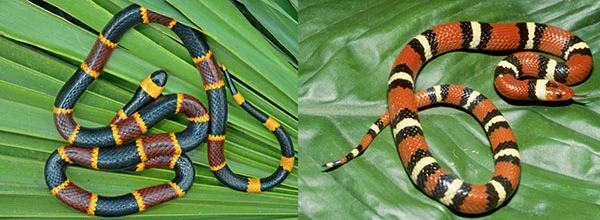 snakes.jpg