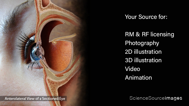 Medical Illustration of Eye Anatomy