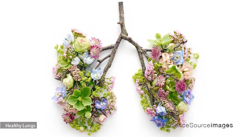 Conceptual Image of Healthy Lungs and Clean Air