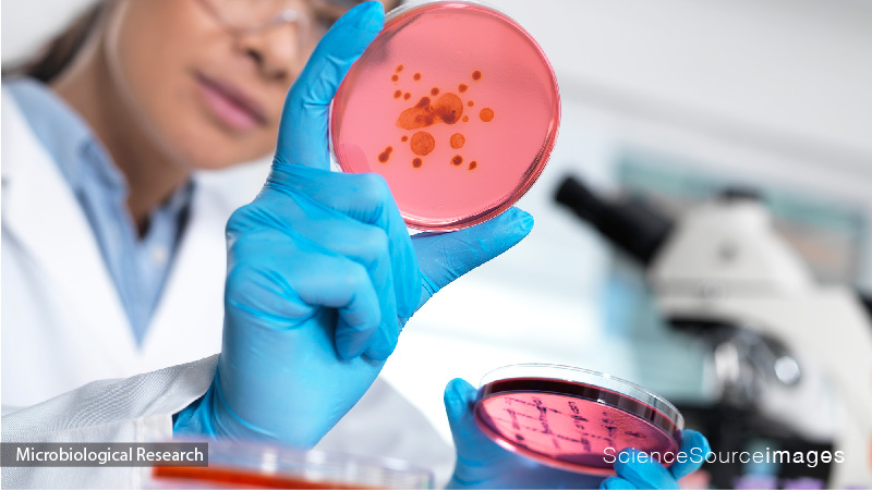 Researcher Holding Petrie Dish in Lab