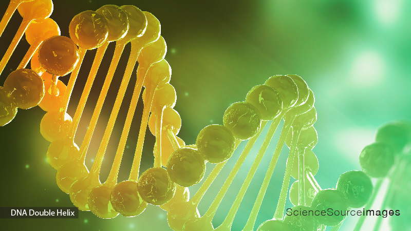 DNA DOUBLE HELIX