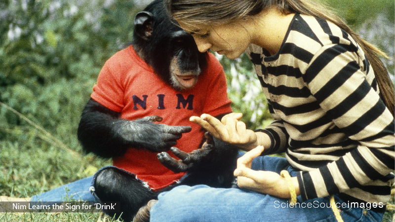 Project Nim, Chimpanzee Using Sign Language