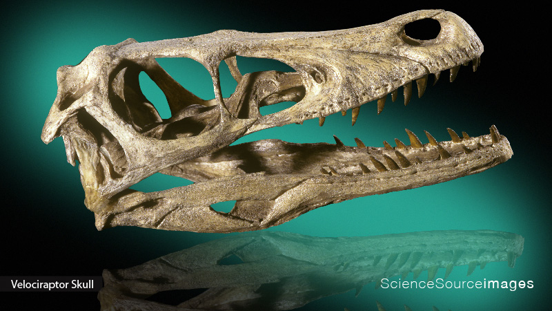 Velociraptor Dinosaur  Skull