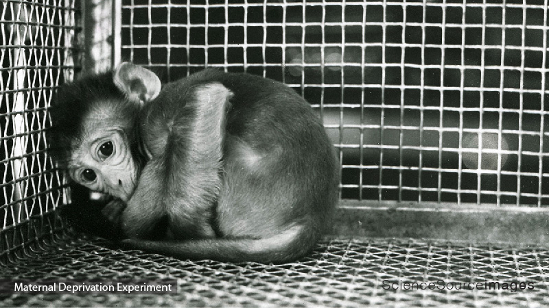Rhesus Monkey, Animal Testing, Laboratory Cage
