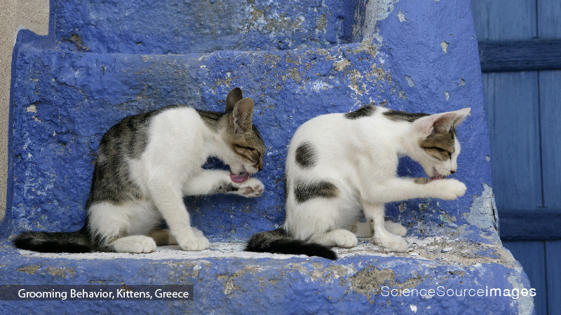 Two Kittens on Blue Steps Grooming