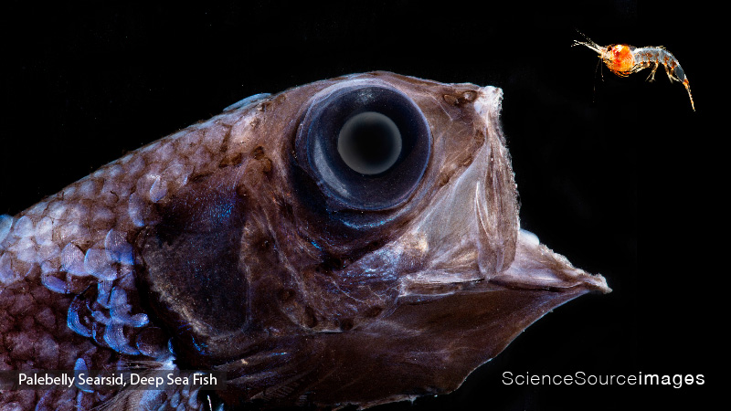 Deep Sea Fish