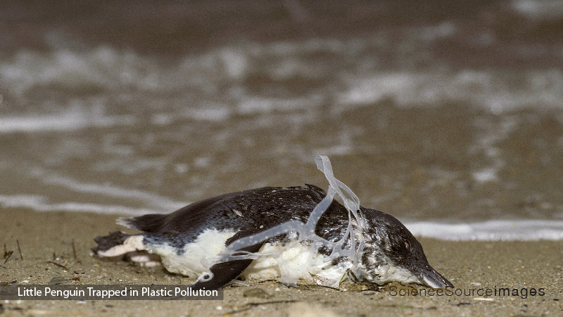 Dead Penguin Choked by Plastic Pollution