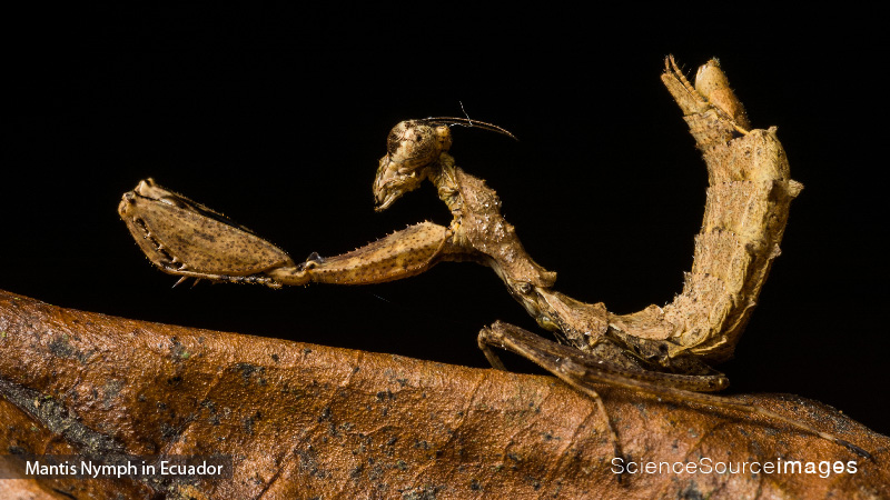 MANTIS NYMPH IN ECUADOR, Camouflage Insect