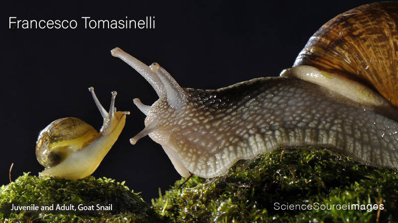 Goat snails, Big &amp; Small juvenile and adult, Italy. 