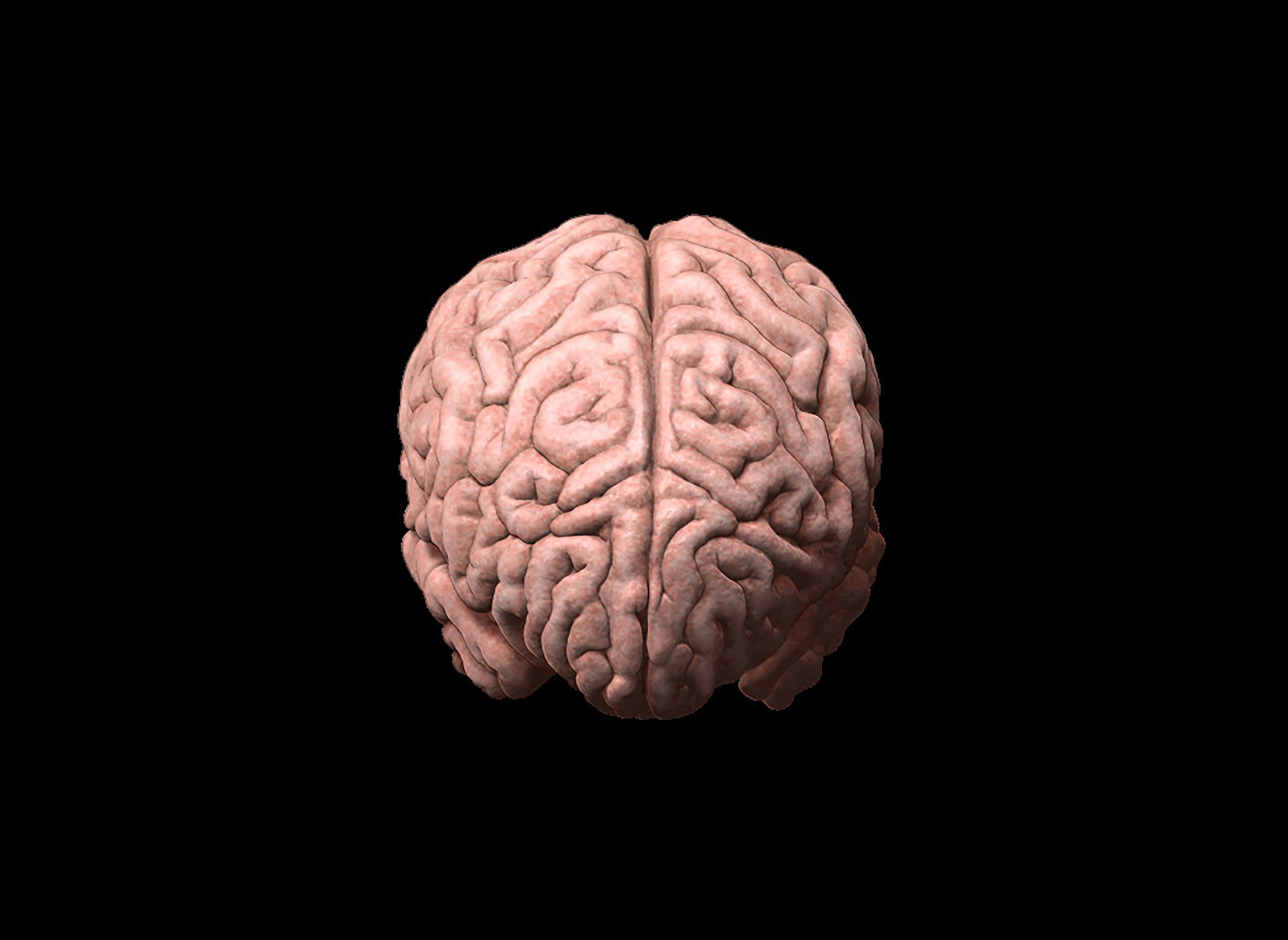 Anterior Brain, 3D Illustration