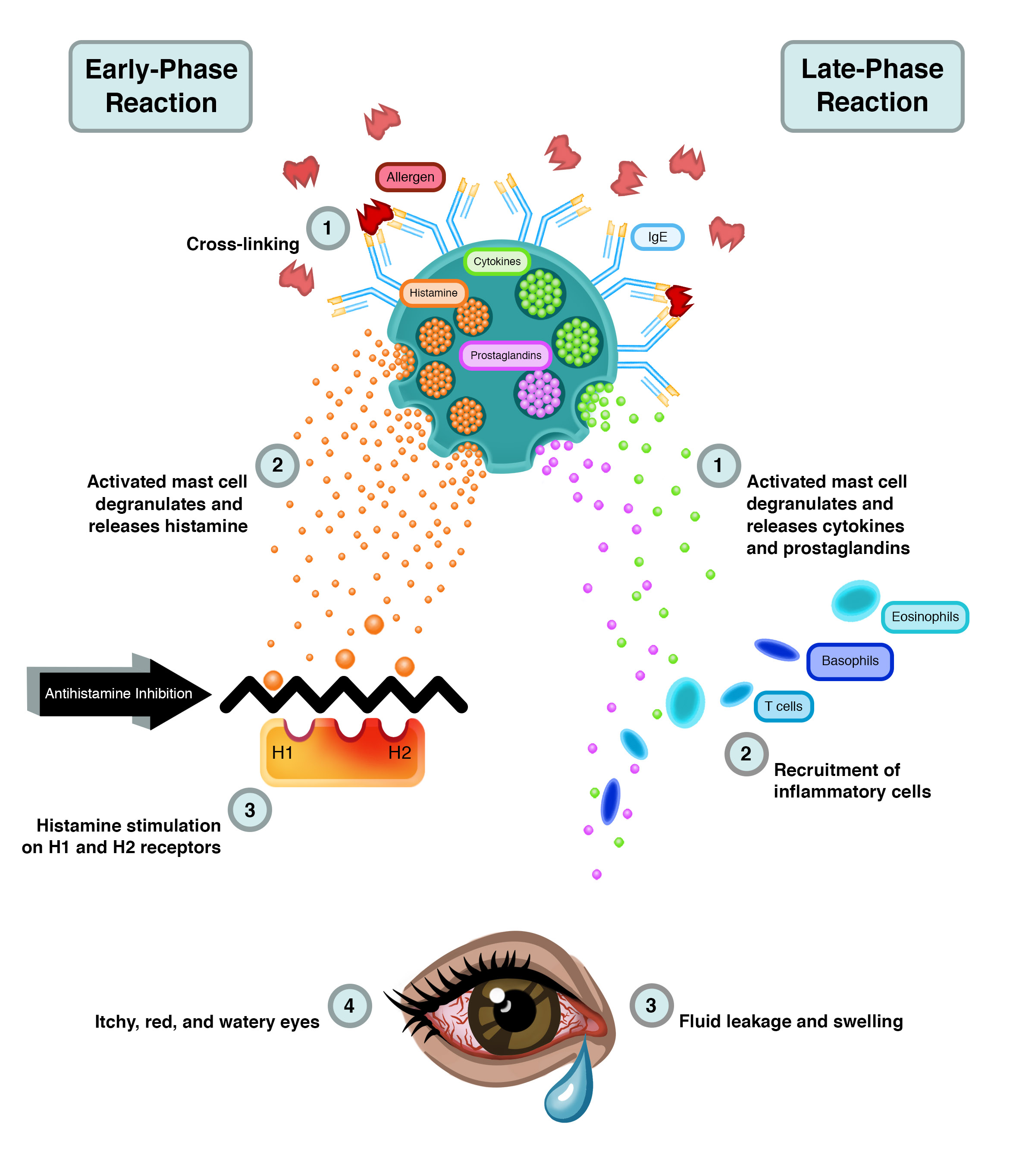 Allergic Cascade Inhibition