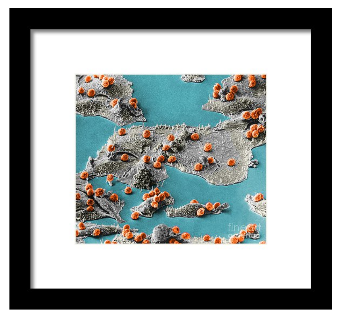 Immunotherapy-Prints-Graphic