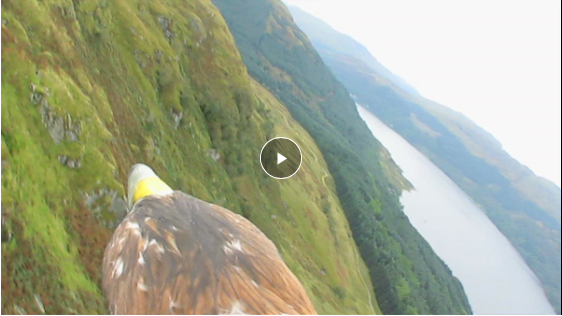 Golden Eagle in Flight