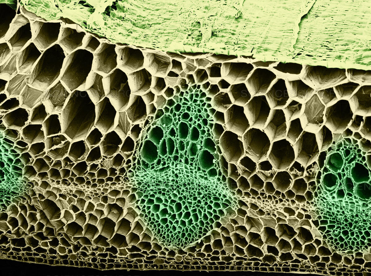 Pea Stem Section, SEM