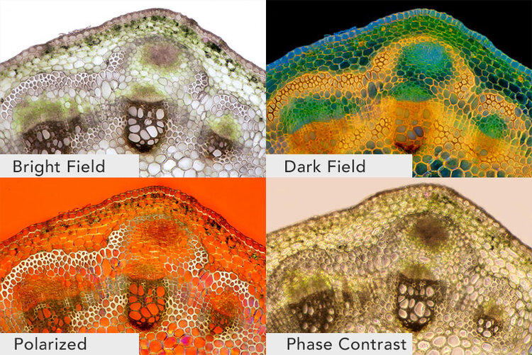 Four types of Light micrographs: Bright Field, Dark Field, Polarized, Phase Contrast. © Marek Mis/Science Source