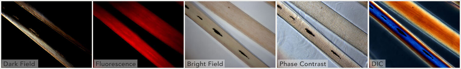 Different illumination techniques of a light microscope: dark field, fluorescence, bright field, phase contrast, DIC (differential interference contrast). Child’s hair strand © Ted Kinsman/Science Source