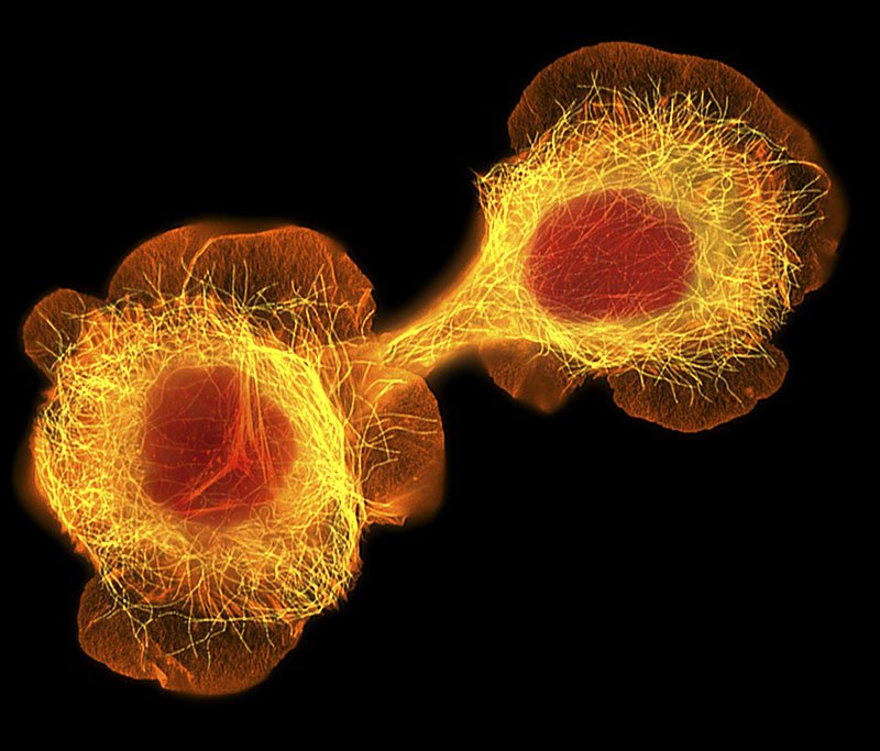 HACaT cells Under the Microscope Stock Photo