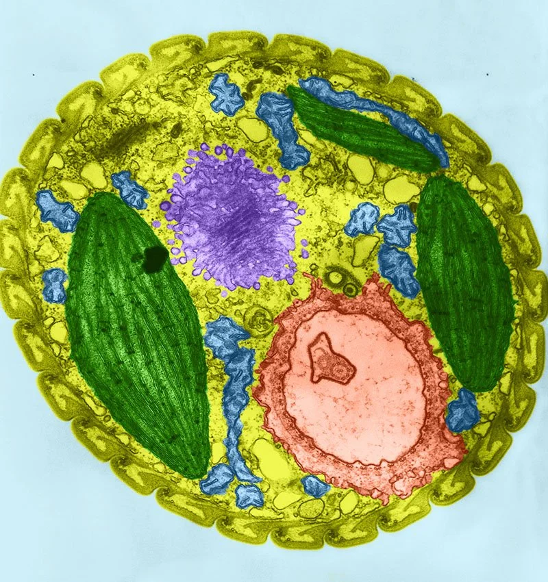 Micrograph of Euglena Cell