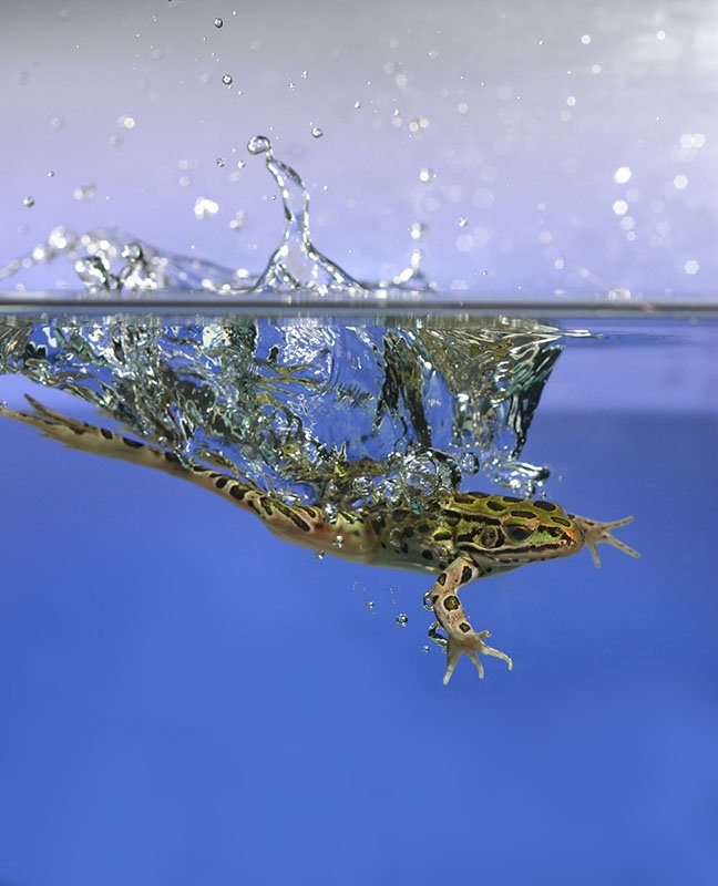 High Speed Nature Photography