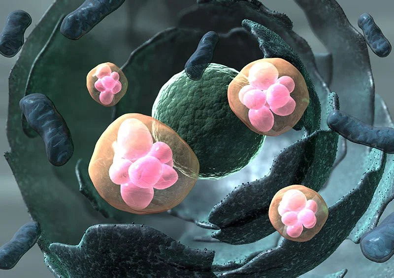 Beta Cell of the Pancreas