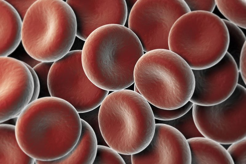 Red Blood Cells