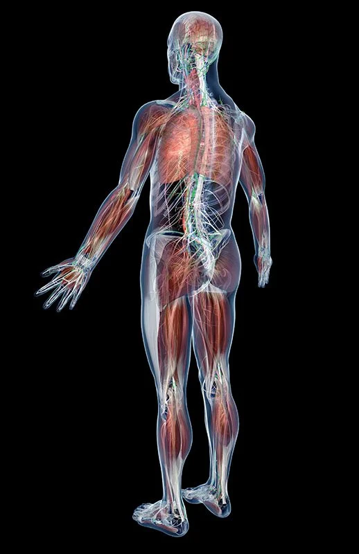 Posterior View Musculature