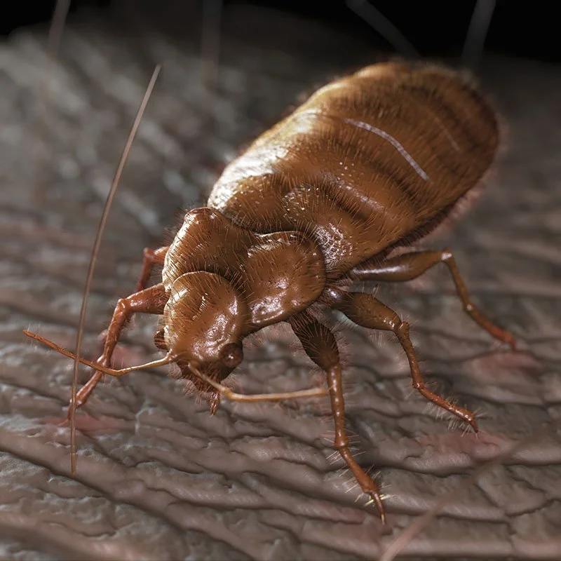 Bedbug