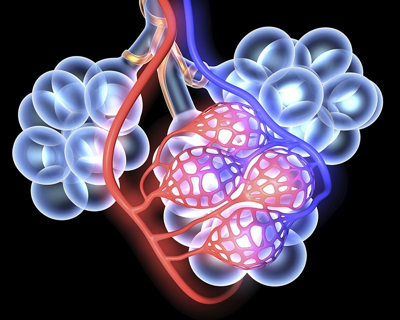 Lung Aveoli