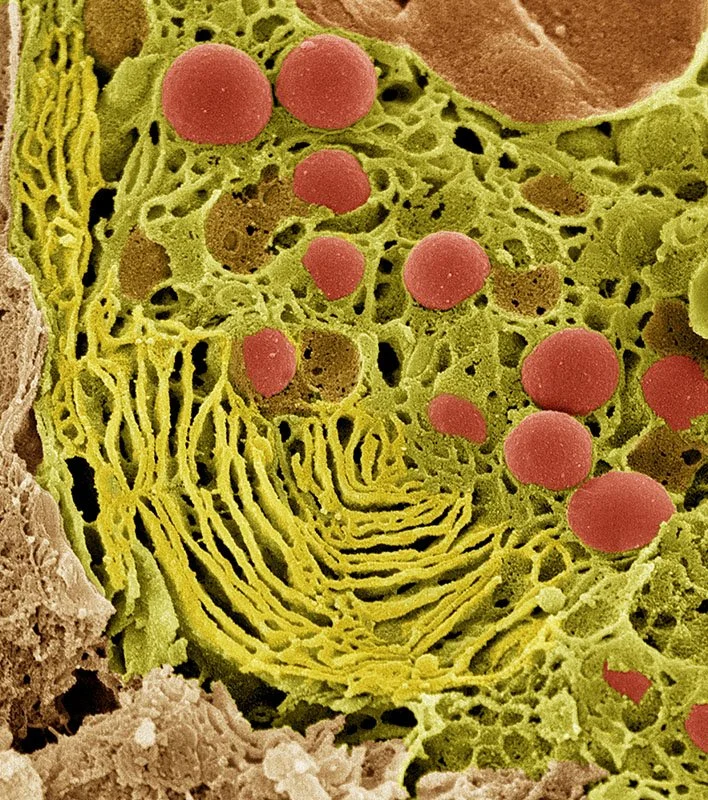 Scanning Electron Micrograph