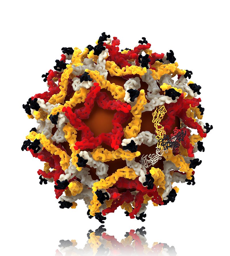 West Nile Virus Illustration