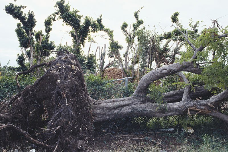 Hurricane Damage