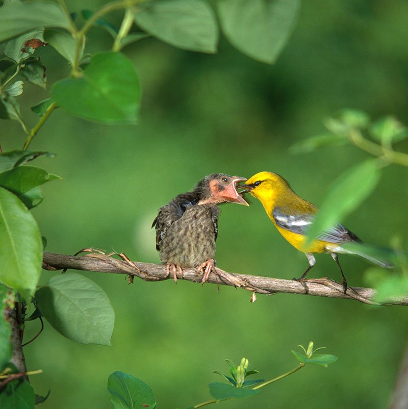 Parasitism, Warbler Feeding Cowbird