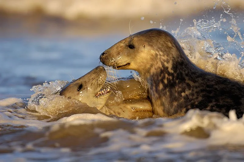 Grey Seals Mating