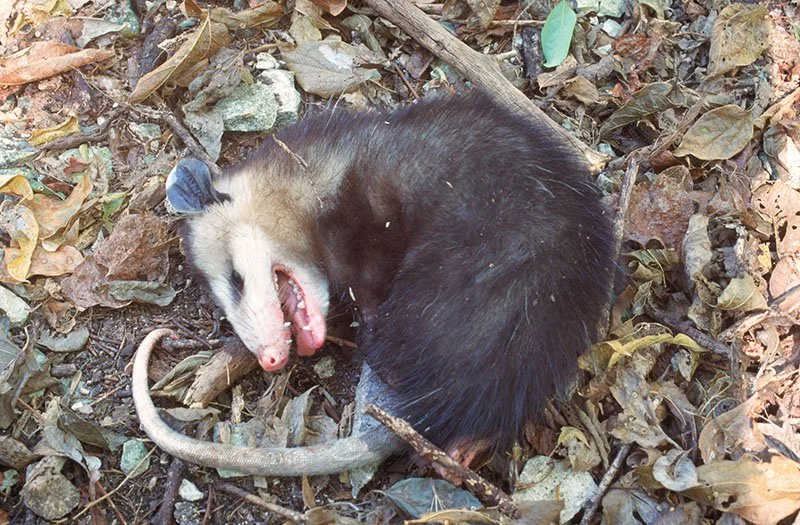 Opossum Playing Dead