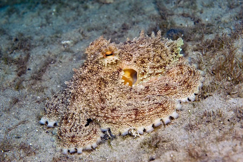 Octopus Camouflage