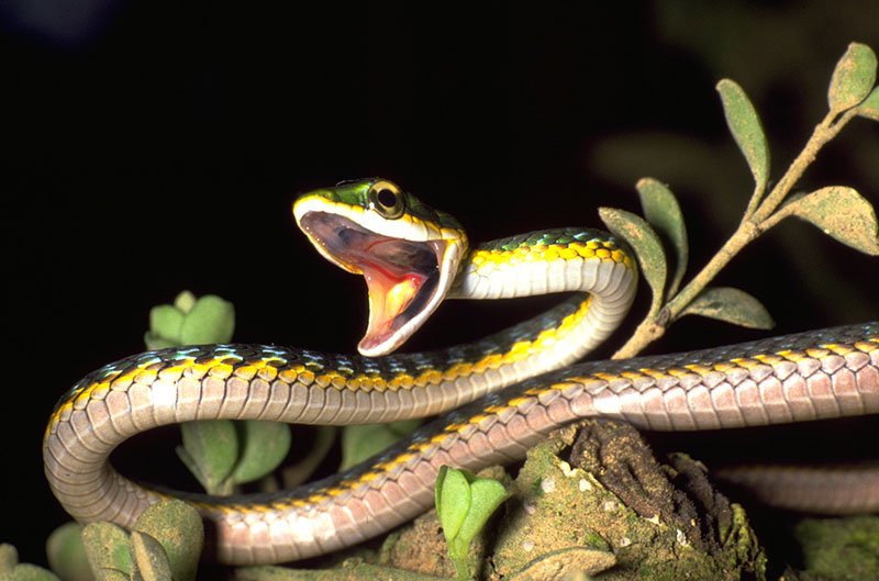 Parrot Snake Threat Display