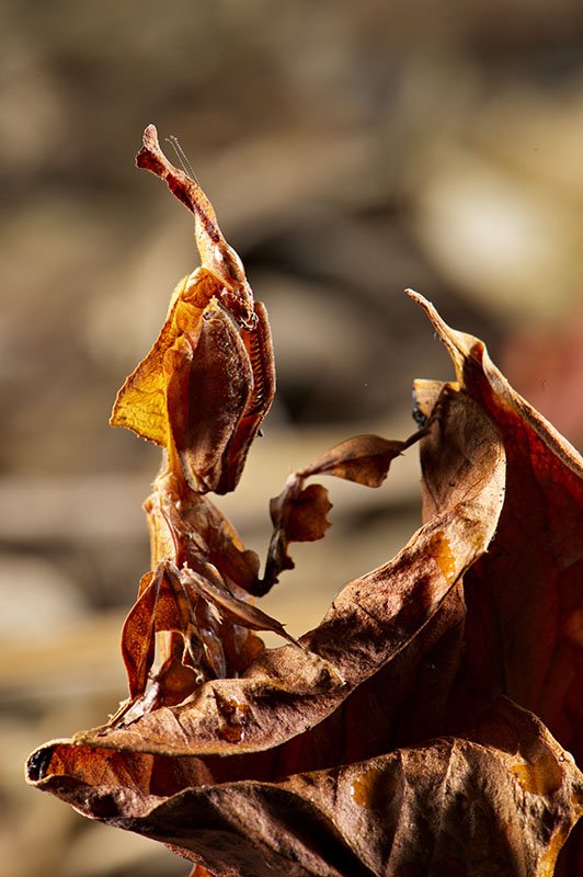 Ghost Mantis Camouflage