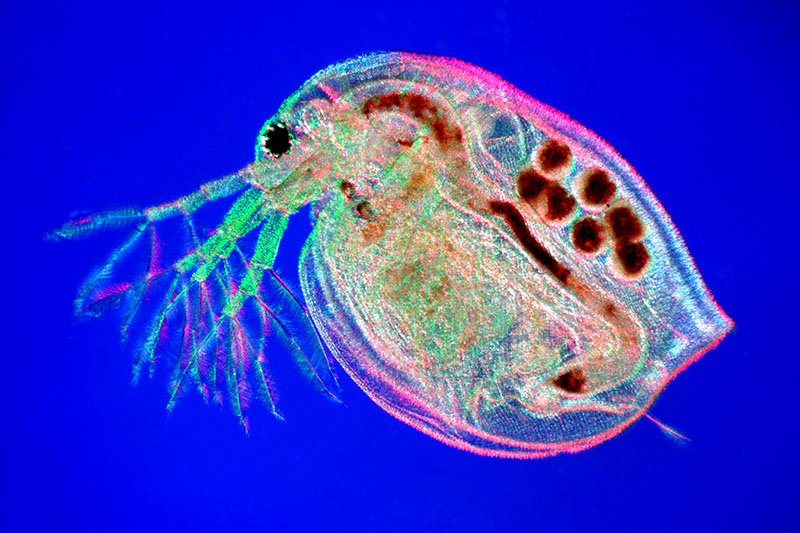 Water Flea, Light Microscope