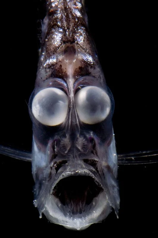 Deep Sea Hatchetfish